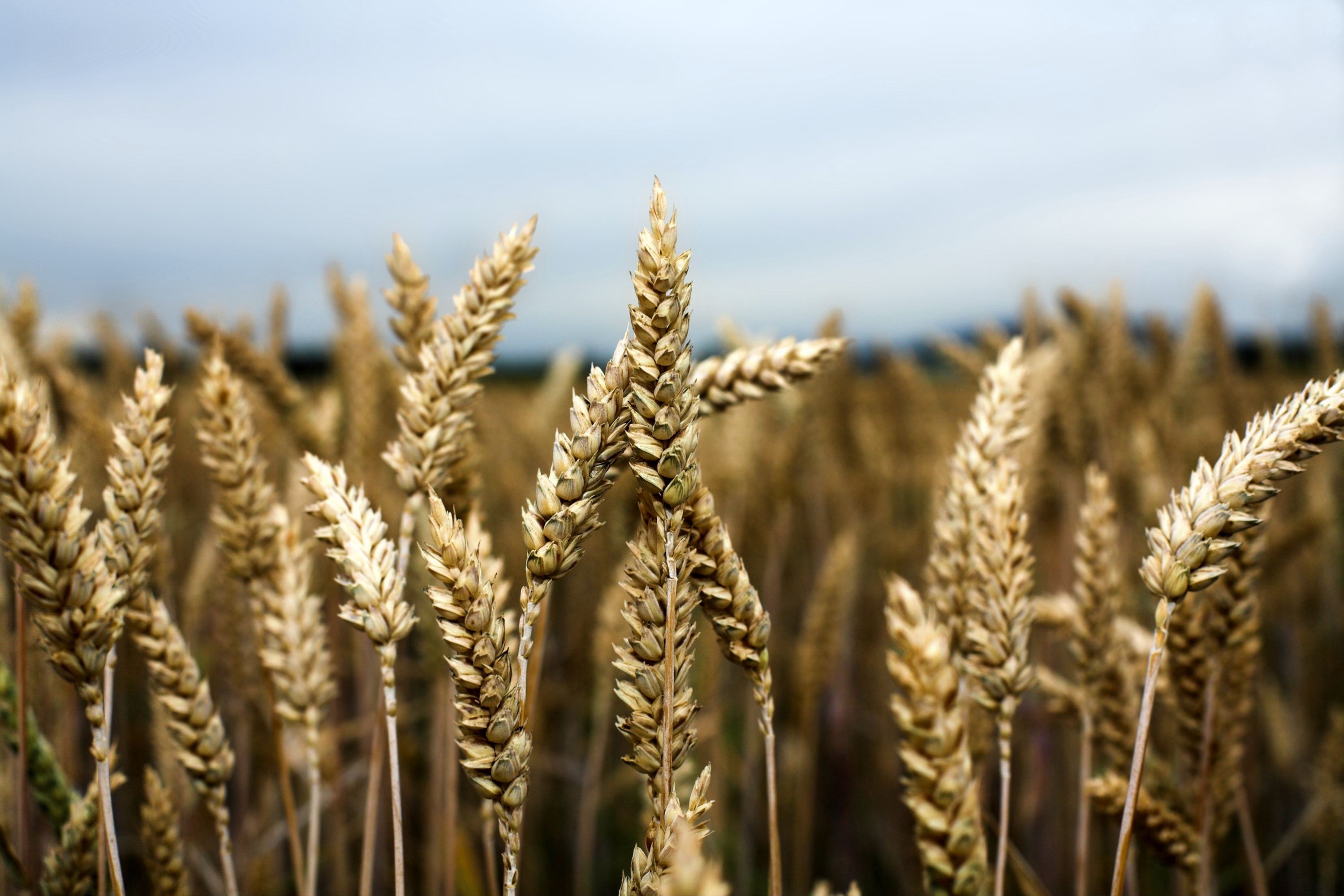 Is-traditional-wheat-better-The-market-power-of-Russian-wheat-India-GM-crop-regulation-sustainable-rice-production.jpg