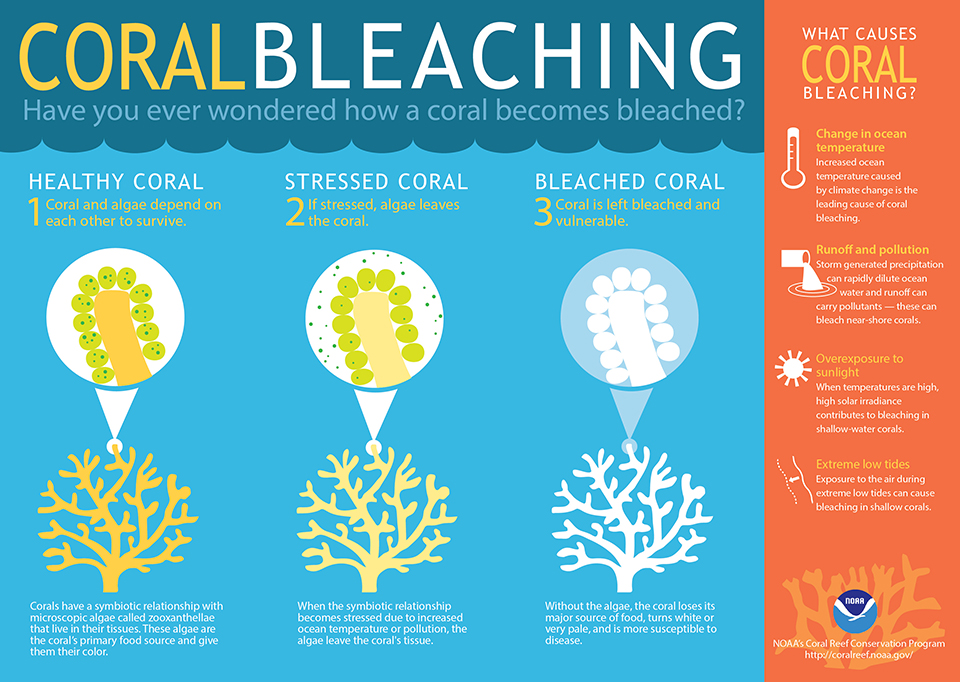 coral bleaching.jpg