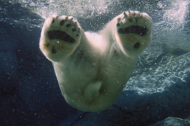 polar-bear-swimming-ucumari-animalpicture.jpg