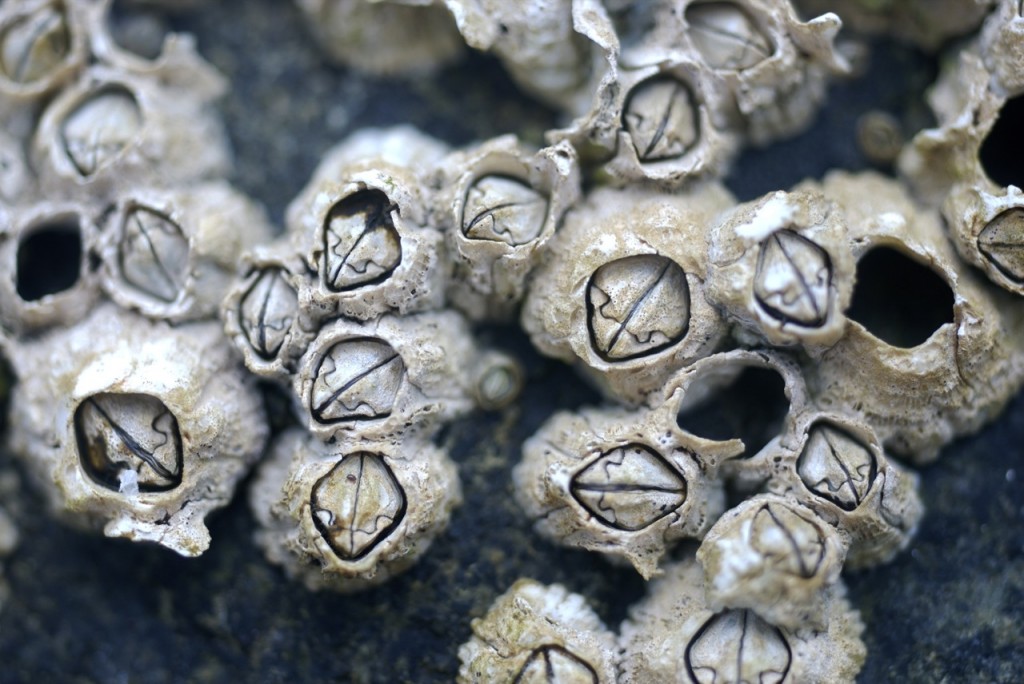barnacles.jpg