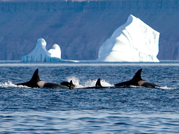 killerwhales.jpg